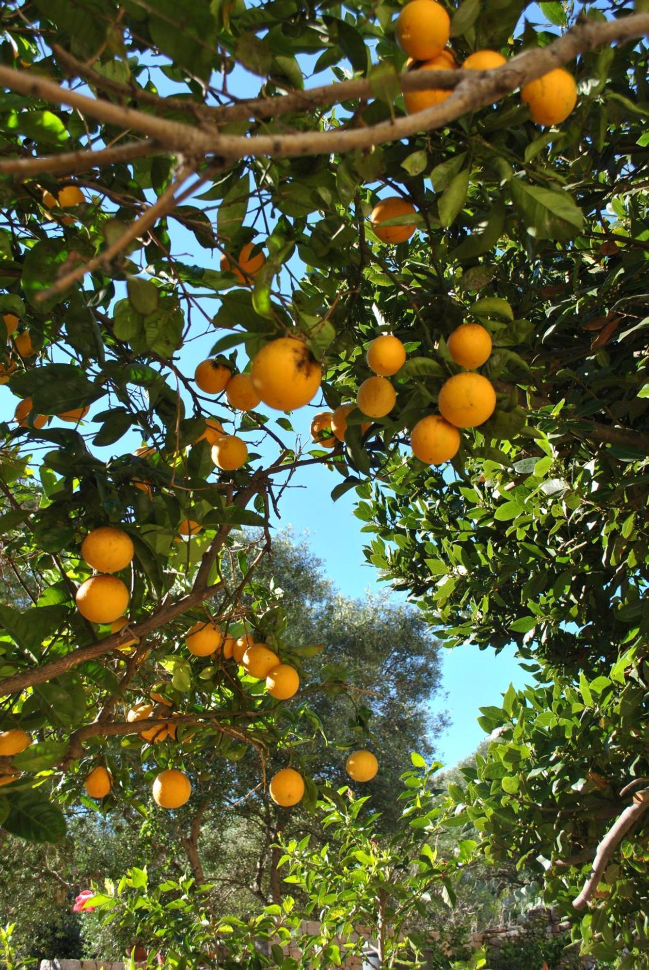Il Giardino Di Tatiana Rooms & Breakfast La Maddalena  Værelse billede
